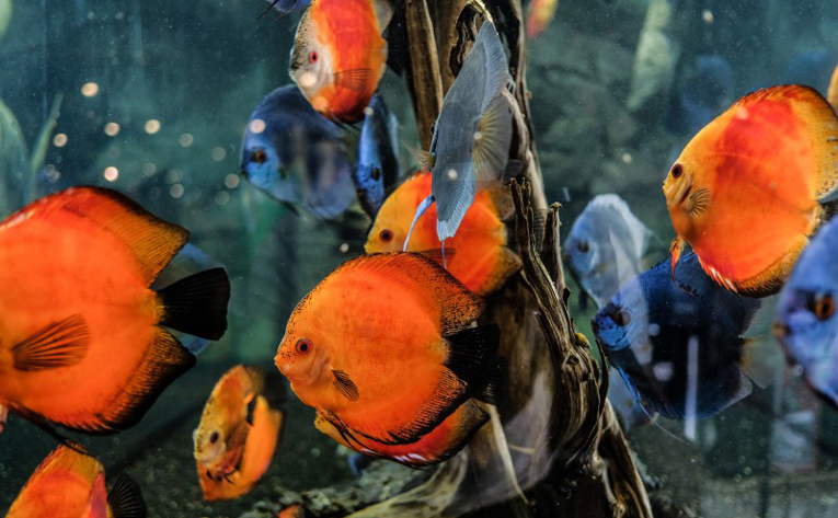 Koelle Zoo Fische Koelle Zoo Fische
