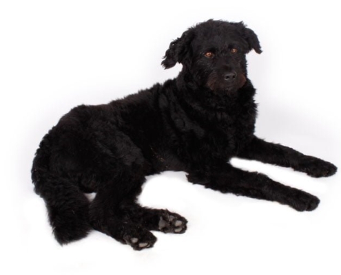 Der econsor Agenturhund Nero