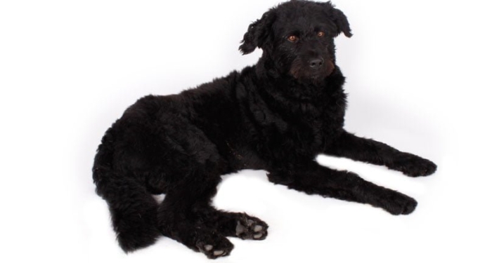 Der econsor Agenturhund Nero