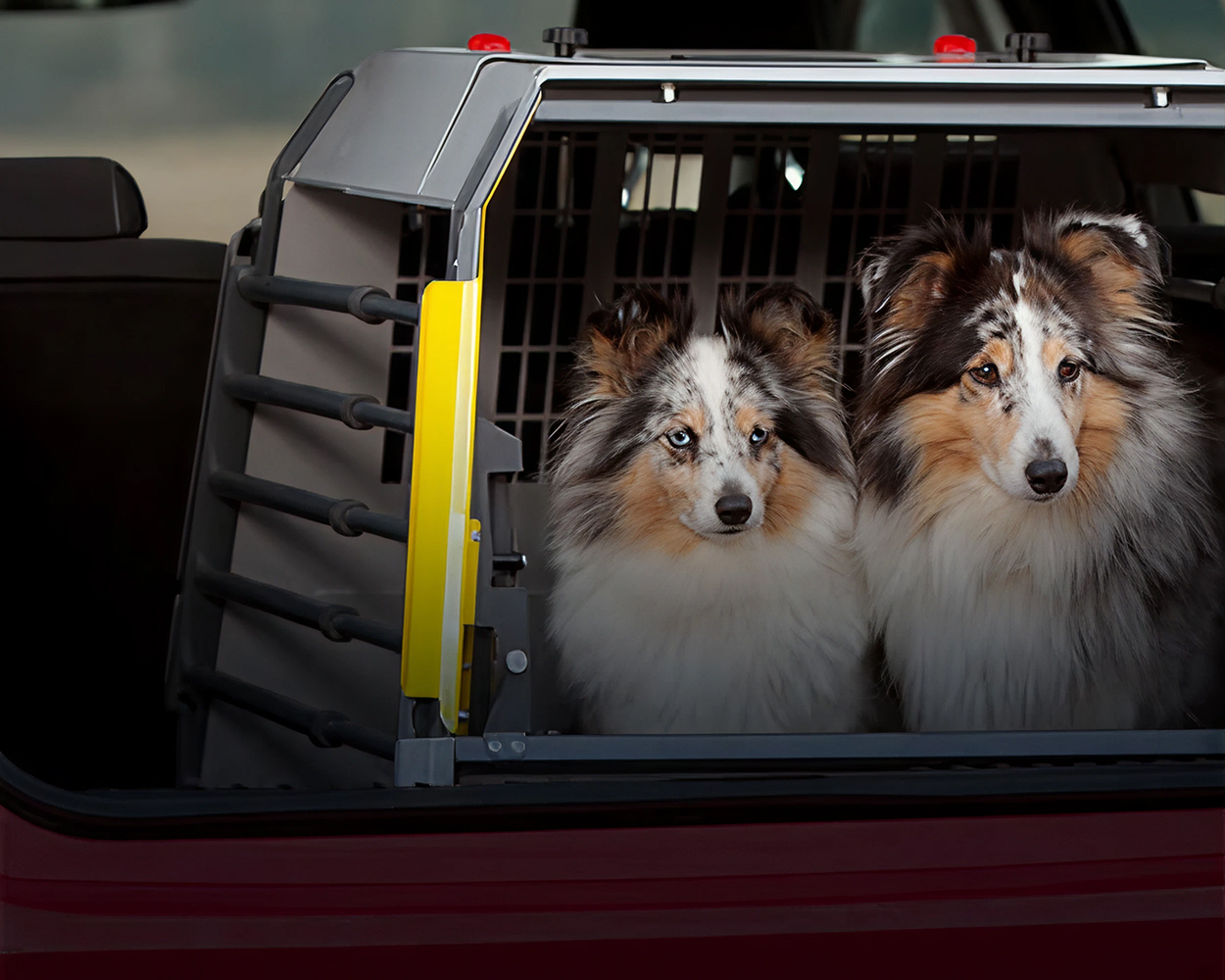 Zwei Hunde sitzen in einer grau-gelben Transportbox und schauen in Richtung Kamera.