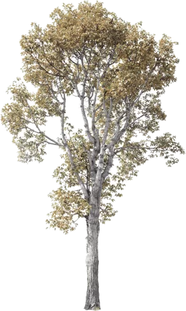 Heller Baum